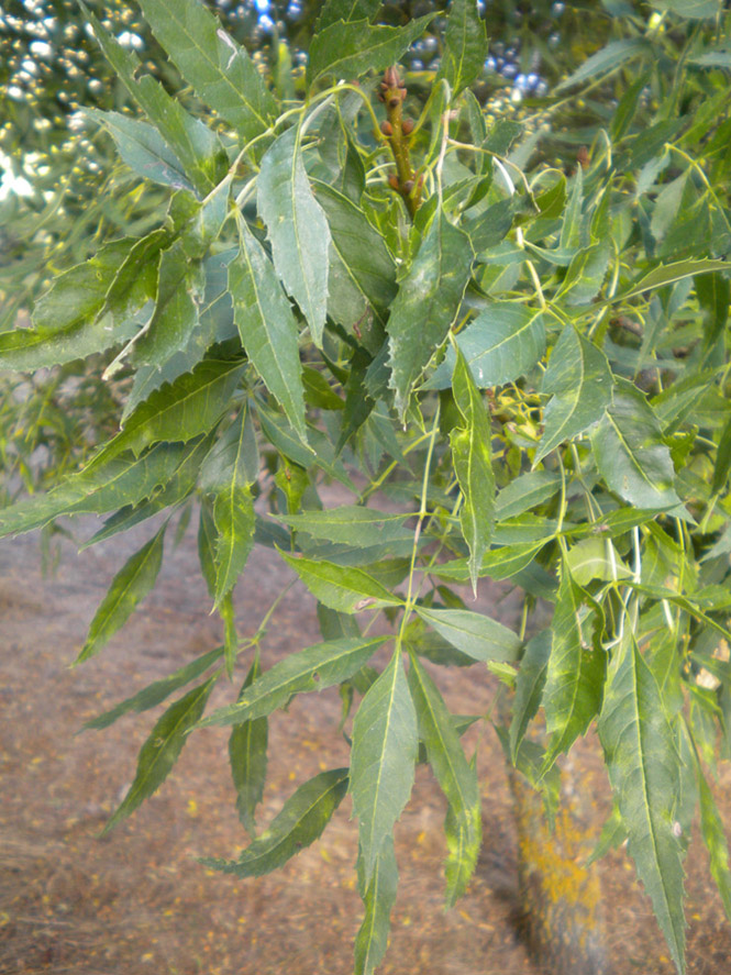 Fraxinus angustifolia subsp. oxycarpa